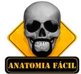 (c) Anatomiafacil.com.br