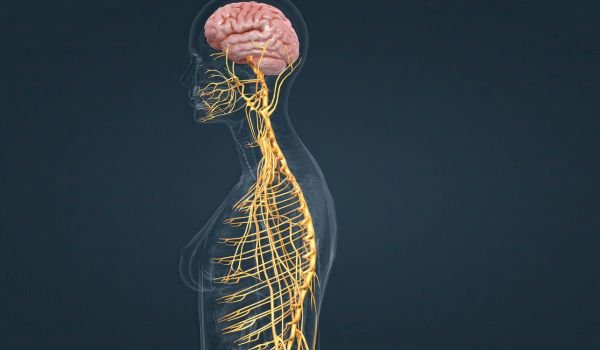 Imagem gerada por inteligencia artificial do sistema nervoso do corpo humano