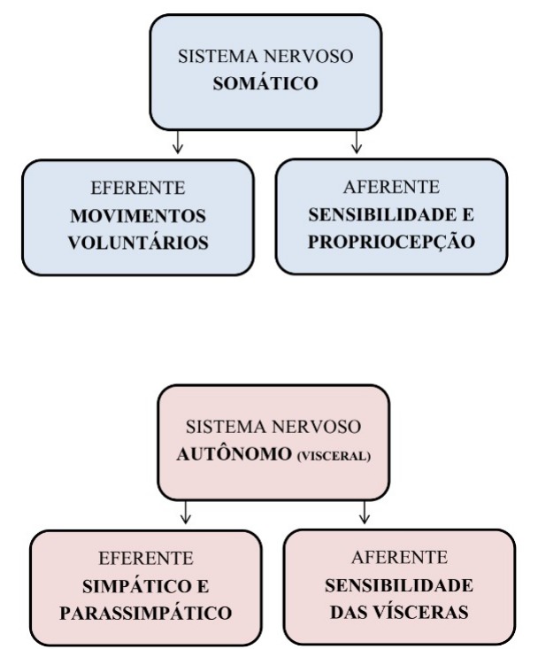 Esquema que mostra a diferença do entre Sistema Nervoso Somático e Sistema Nervoso Autônomo (Visceral)