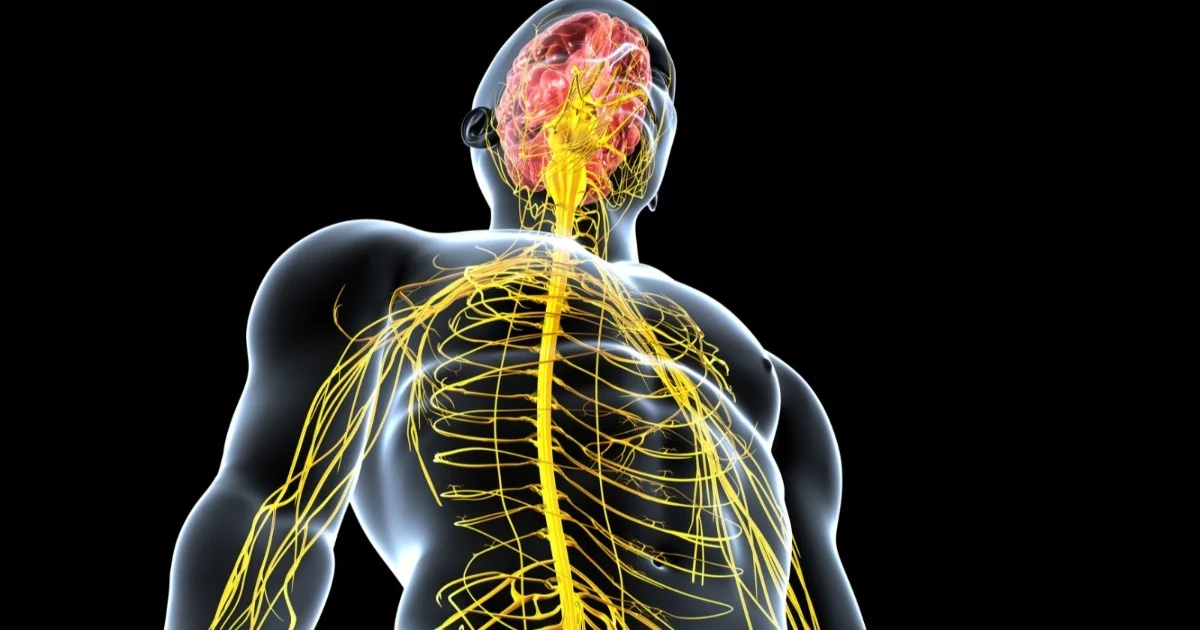 Uma imagem mostra uma ilustração do corpo humano, destacando o sistema nervoso central e periférico. Os nervos estão em amarelo, e o cérebro é mostrado em vermelho, evidenciando suas conexões através da medula espinhal.