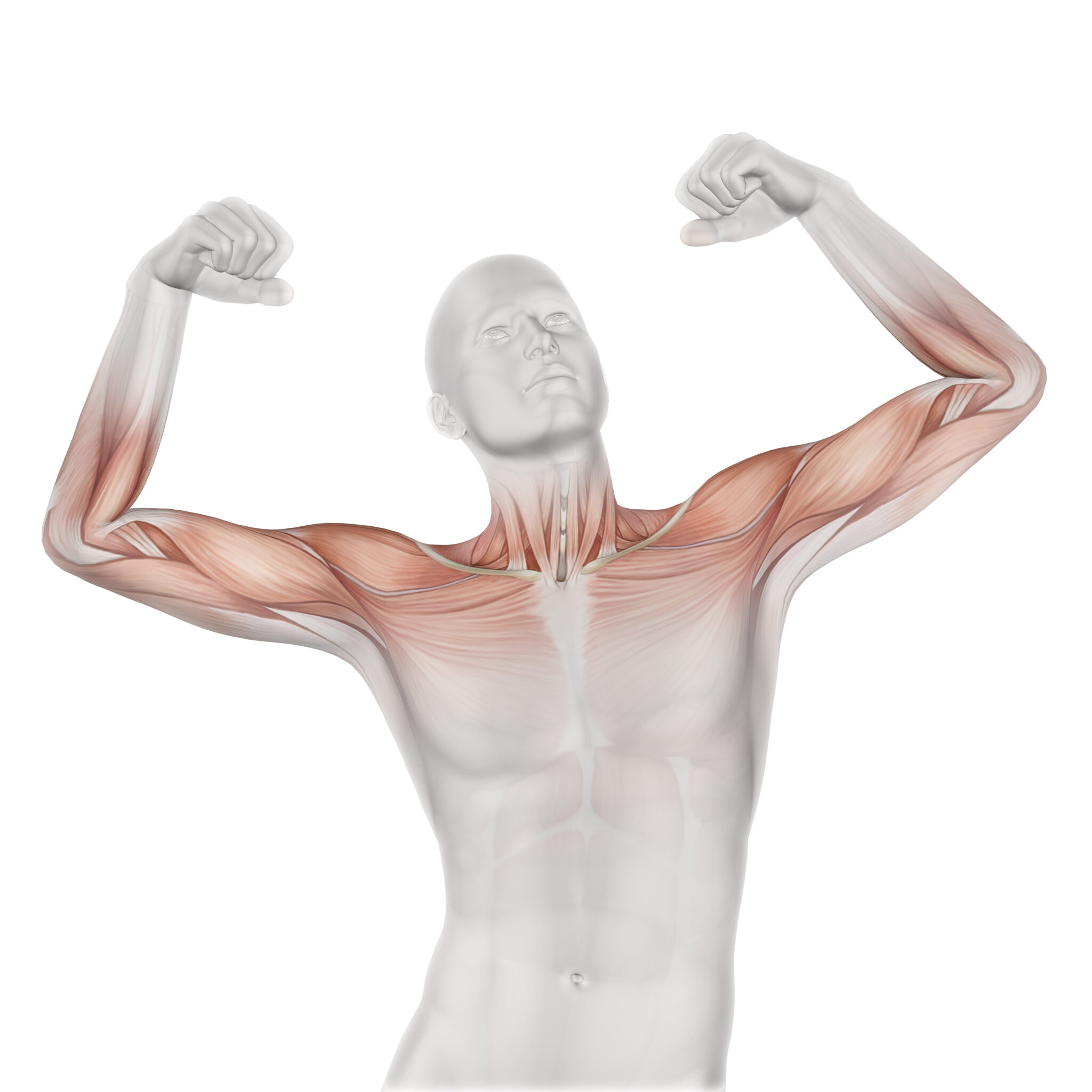 Ilustração digital de um corpo humano com destaque nos músculos do braço e do ombro. A figura está em uma posição de flexão, mostrando claramente a estrutura muscular com tons de vermelho e branco.