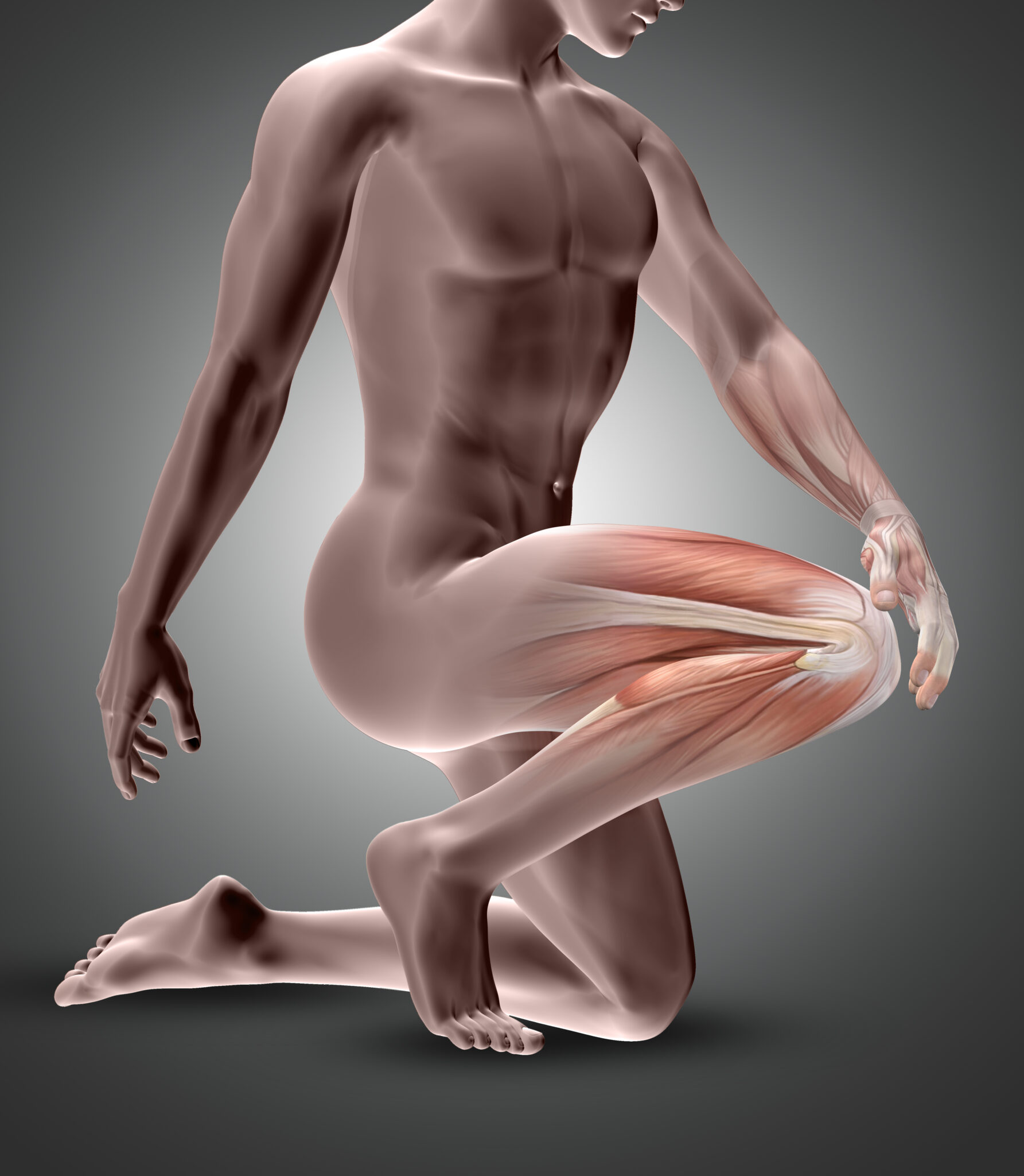 Imagem de um corpo humano em posição ajoelhada, com foco na coxa, mostrando os músculos da parte anterior da coxa, como o quadríceps femoral, destacando sua inervação e estrutura.