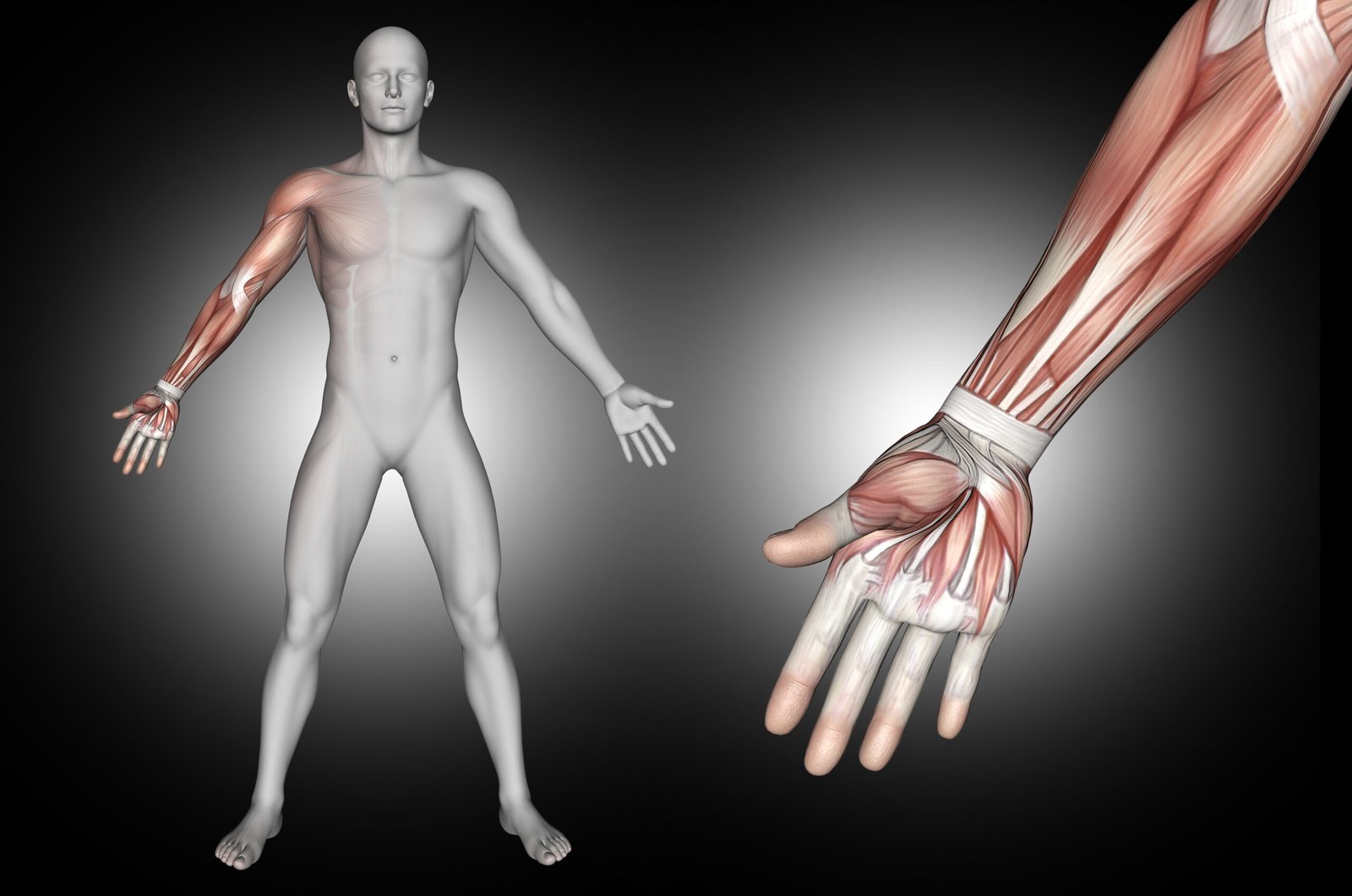 Musculos Do Braco Arm Hand Muscles Posterior Bymall Muscular