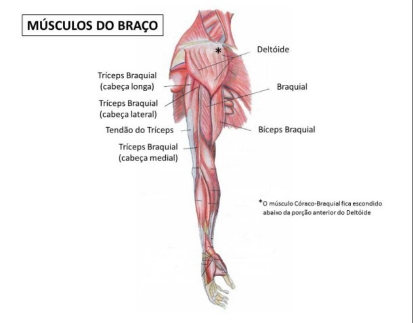 Entenda Os M sculos Do Bra o E Suas Divis es Anatomia F cil