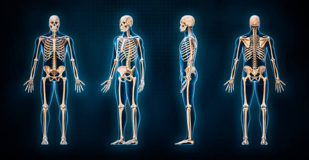 Entendendo a Osteologia de um Jeito Definitivo