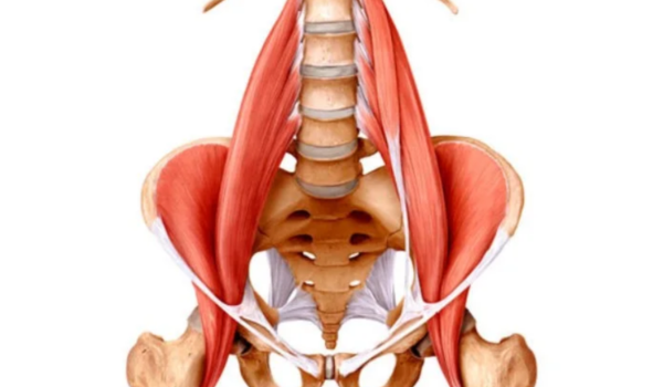 Músculo Psoas: O Guia Definitivo Sobre o Motor do Seu Corpo