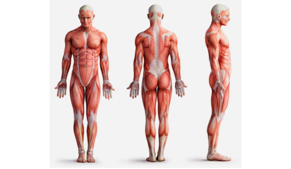 Sistema fascial no corpo